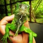 A baby Green Iguana at the Green Iguana Conservation Project