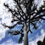 ceiba tree in Tikal Guatemala