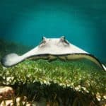 Stingray Belize snorkeling