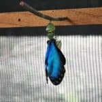 Blue Morpho Butterfly in Belize