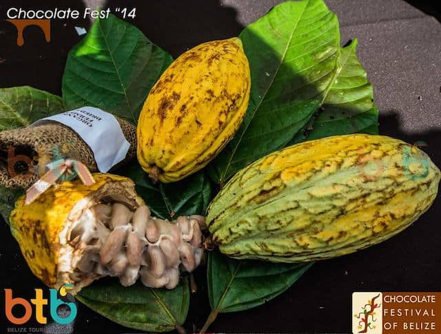 cocoa pods