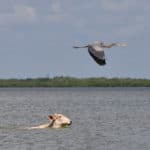 Great Blue Heron and Cow in Crooked Tree Belize