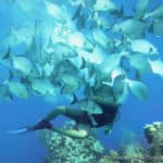 long caye aquarium fishes