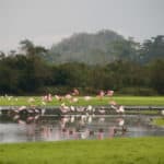Agua Caliente Birding in Belize