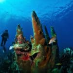 Diving the Belize Barrier Reef