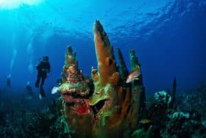Diving the Belize Barrier Reef