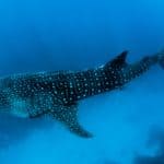 Diving with Whale Sharks in Placencia ,Belize