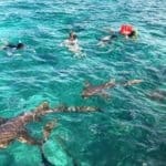 Snorkeling at Hol Chan Marine Reserve in Belize