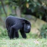 Howler Monkey at the Community Baboon Sanctuary in Bermuda Landing, Belize