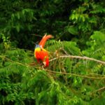 Scarlet Macaw feeding near Red Bank Village in Stann Creek, Belize