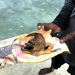 Upclose photo of Queen Conch in Belize